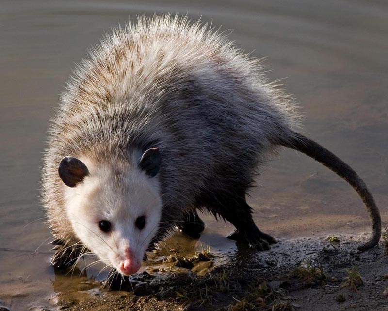 Virginia Opossum - Didelphis virginiana Wildlife Journal Junior