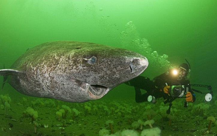 Гренландские акулы предпочитают холодные воды и живут 200 лет - Рыбы - Зоофакты