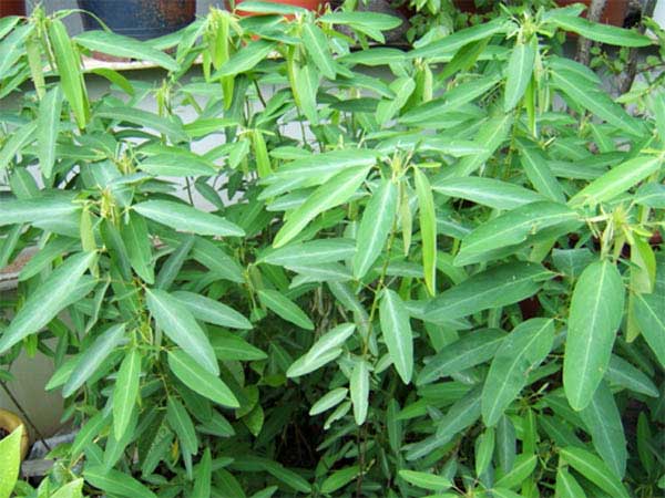 В Липецке появилось растение, которое пользуется азбукой Морзе